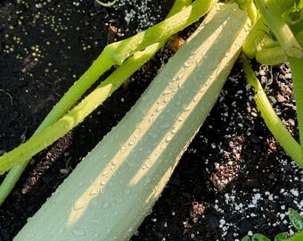 Zucchini Heirloom Italian  orolana di Faenza  seeds 15