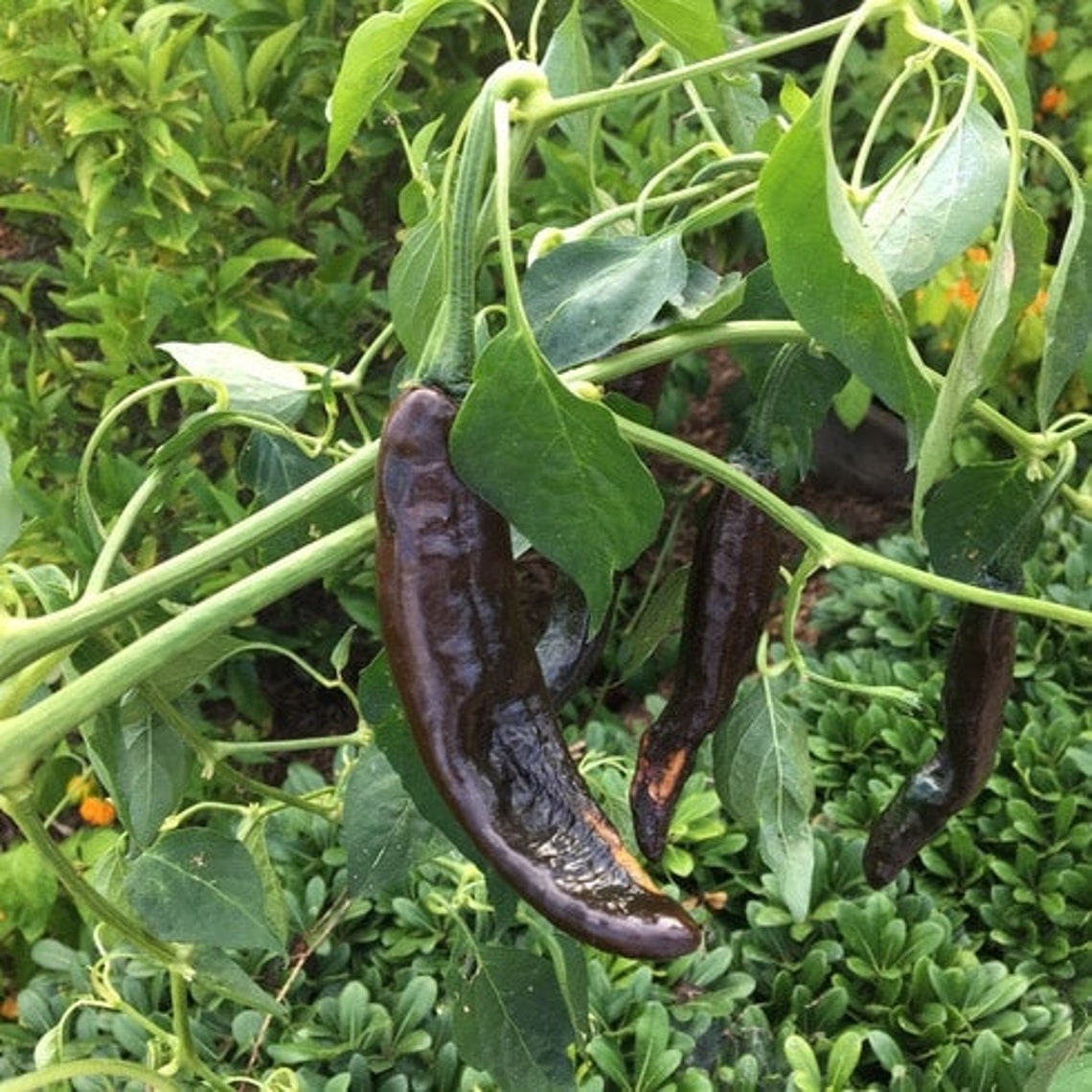 Pepper Holy moly green pepper seeds 20 Etsy