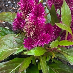 Celosia Sunday bright pink flower seeds 30