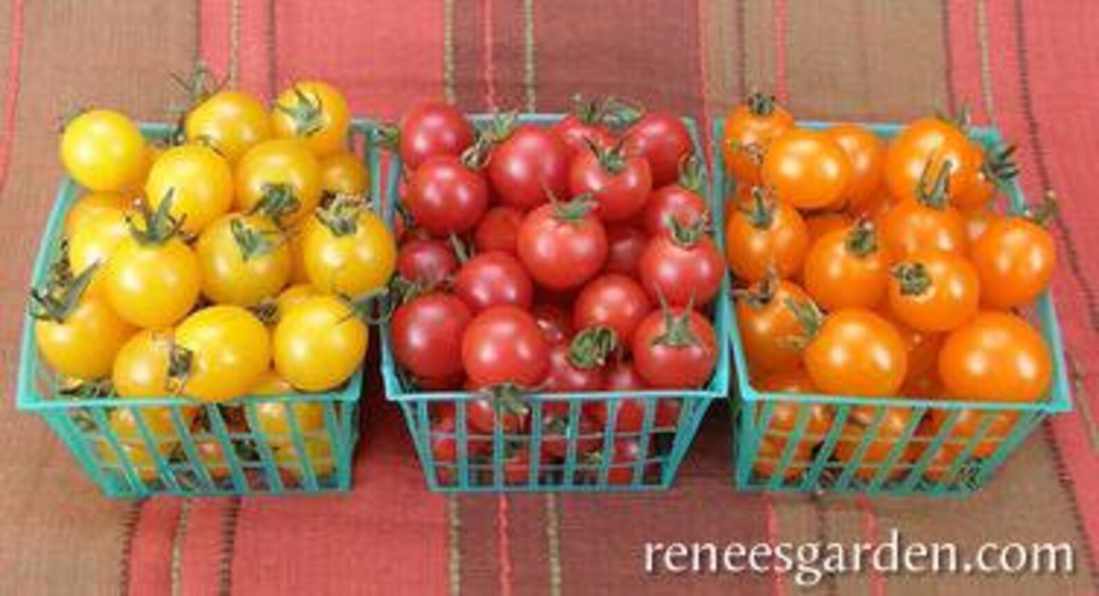 Tri color cherry tomatoes garden candy seeds 10 Etsy