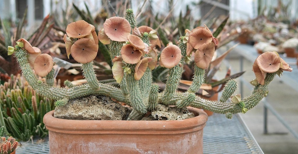 price of hoodia