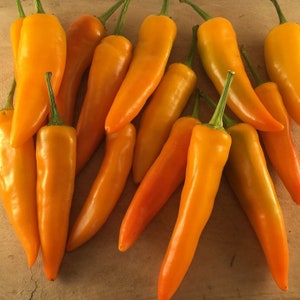 Pepper Sunrise Cayenne pepper seeds 10