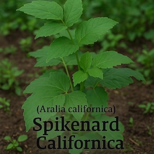 Aralia californica) Narde California bio samen 15
