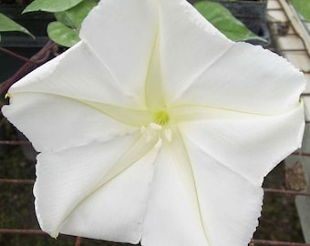 Moonflower vine   Heirloom seeds 10