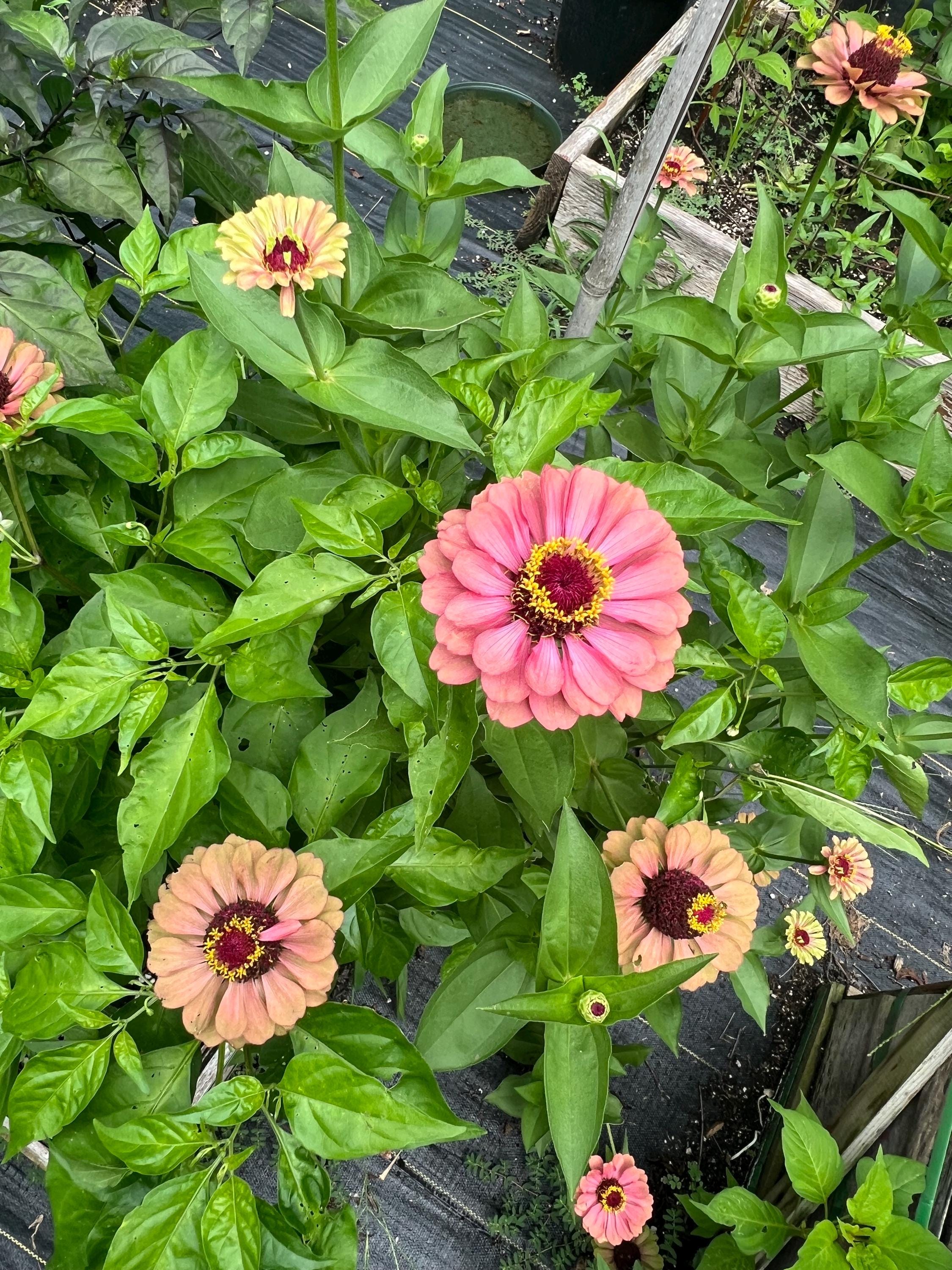 Lubelski concert - Los Angeles, The Spotlight, Dec 18, 2025, 8:00 PM 🎤, image size:2250x3000