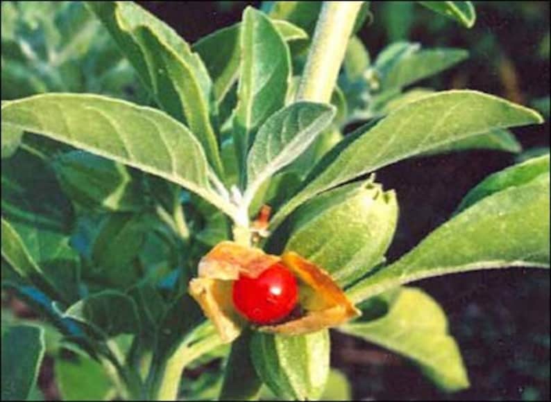 Ashwagandha Vedic-certifierade ekologiska frön 20 bild 3