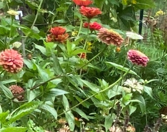 Zinnia Takll’s mix Heirloom seed 40