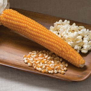 Op de afbeelding: Een houten dienblad met een gele maïskolf, een stapel popcorn en een kleine stapel maïskorrels.