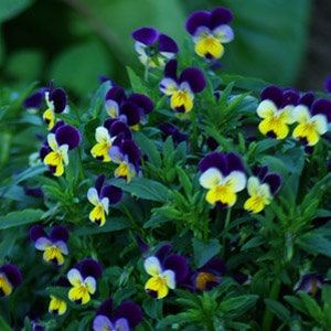 Viola cuori viola tricolore semi organici 35 immagine 2