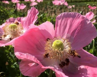 ペールグリーン地　ショッキングピンク　ポピー花　　塩瀬名古屋帯 il_340x270.2477901477_1or4.jpg