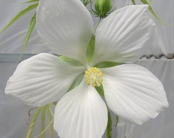 Hibiscus Coccinea  Alba seeds 10