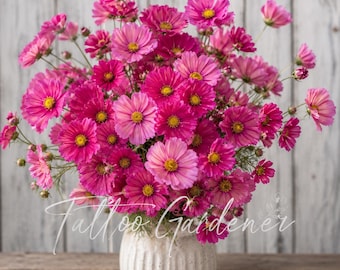 Cosmos  Pink  flower seeds 50