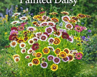 Daisy Painted Flower Mix Seeds