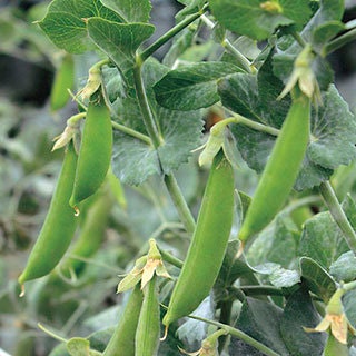 green peas⭐︎ Urban Roots Shelled English Peas, 10 oz | Central Market