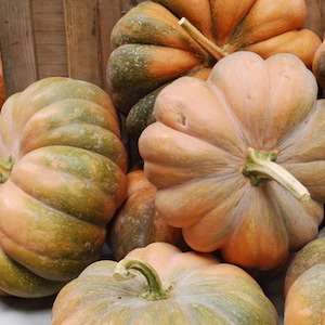 Pumpkin Fairytale pumpkin seeds 10