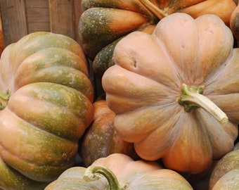 Semillas de calabaza Cuento de hadas de calabaza 30