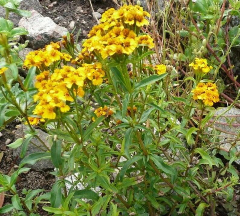 Tarragon Mexican Organic Herb Seeds 30 Etsy