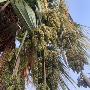 Palm ponytail Palm Tree Seed 20