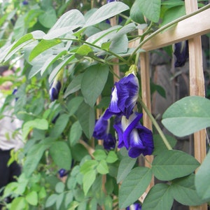 以下が含まれることがあります： 鮮やかな濃い青色のラッパ状の花と白い中心部を持つバタフライピーのつる性植物。青々とした緑色の楕円形の葉に囲まれ、明るい色の木製格子状のトレリスに沿って垂直に成長している様子。