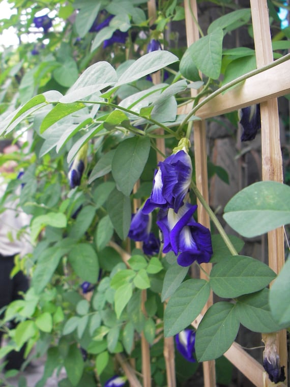 Butterfly Pea Seeds: Thai Double Blue Heirloom seed 8