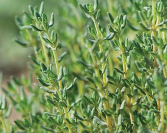 Tijm Duits biologisch kruidenzaad 25