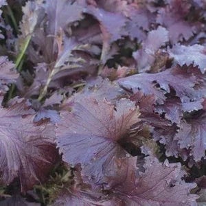 Asiatische Grüns Samen 50 Heirloom American Asain Gemüsesamen