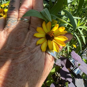 Zinnia Zaharia Double Yellow flower seeds 50