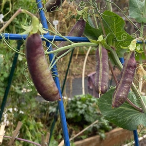 Pea Sugar magnolia snap peas organic seed 50