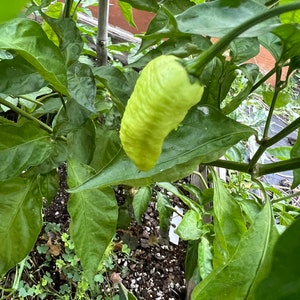 Pepper Hungarian paprika Csilla seed 10