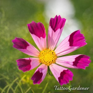 Mieszanka nasion heirloom Cosmos Seashells