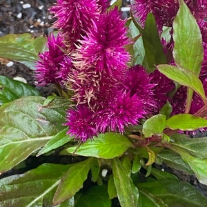 Celosia Cockscomb Double violet flower seed 50