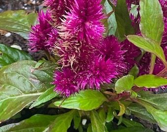 Celosia Cockscomb Double violet flower seed 50