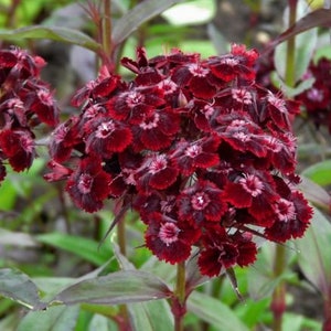 Nasiona kwiatów Dianthus Sweet William Dunetti 100