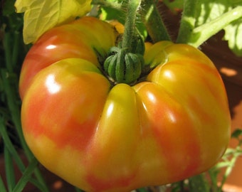 Tomato German striped heirloom seeds 15