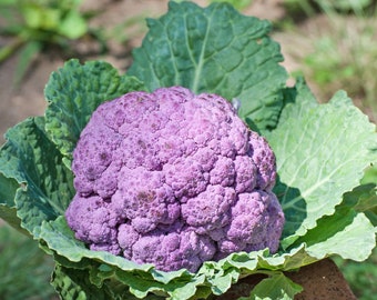 May include: A purple cauliflower with green leaves. The cauliflower is a large, round head with many florets.