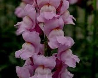 Snapdragon Costa Summer Lavender seed 75