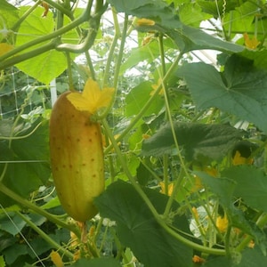 Cucumber  Poona kheera organic  seeds 25