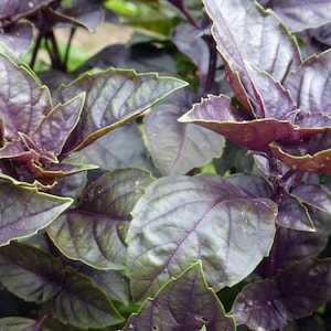 Basil Dark 0pal basil seeds 50