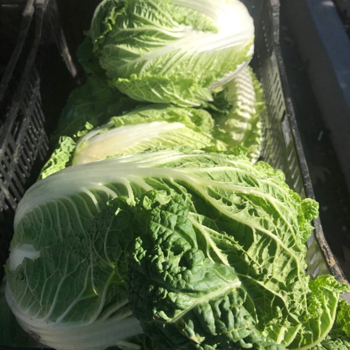 Cabbage Baby Napa cabbage little jade seeds 10 Etsy