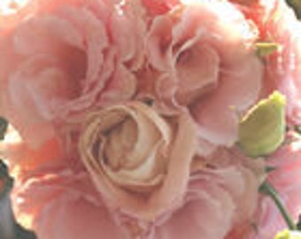 Lisianthus lll Arena Apricot Pelleted Flower Seed 25