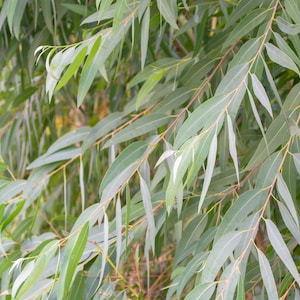 Eucalyptus lemon bush seeds 25