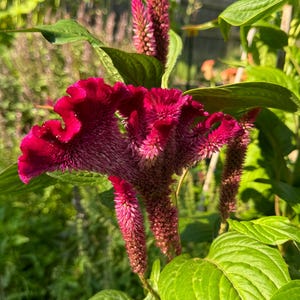Celosia Ruby Parfait semillas 65