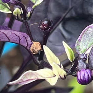 Pepper miniature Bell Chocolate sweet pepper seed 5