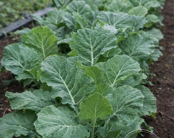 Collard-Grün Südgeorgien Heirloom-Samen 100