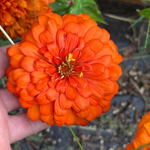 Zinnia Giant Benarys Orange Zinnia seed 50
