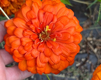Zinnia Giant Benarys Orange Zinnia seed 50