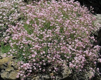 Baby’s breath pink flower seed 50