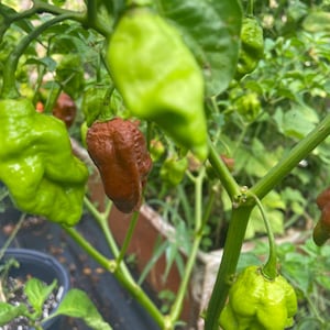 Pepper 7 pot madballz chili pepper seeds 15