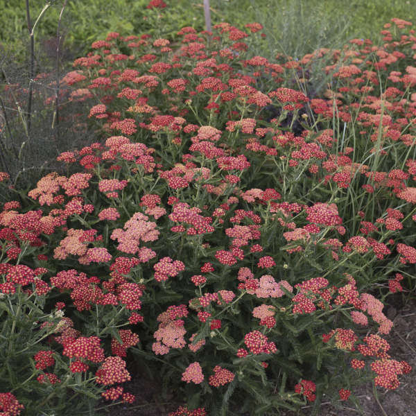 Image of Achillea Sassy Summer Sangria orange slice