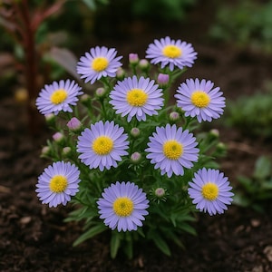 Aster Seed Needle Nova Mix